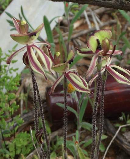 Caladenia roei Clown Orchid 004.JPG